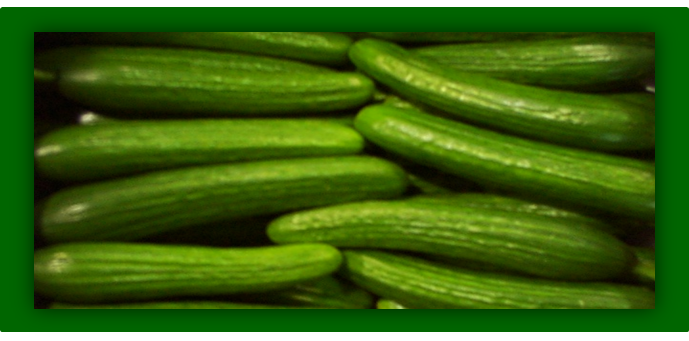 Organic Mini Cucumber